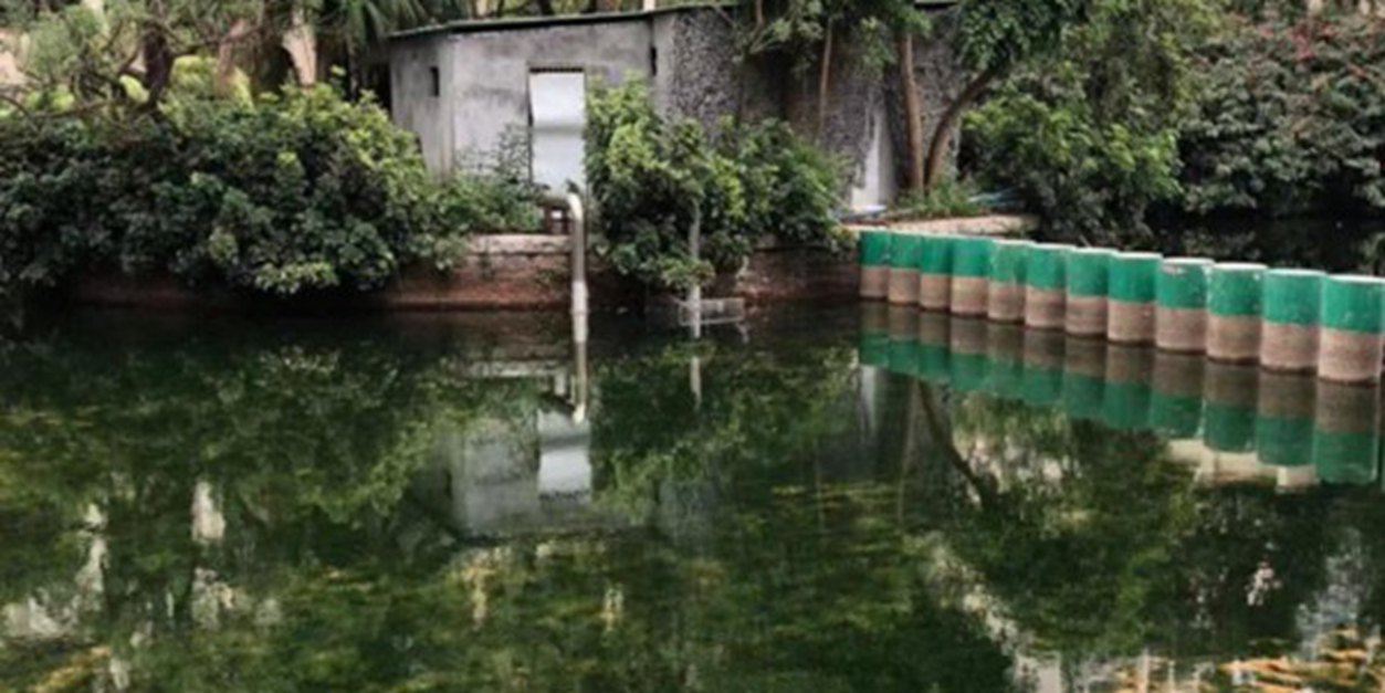 富营养化水体修复